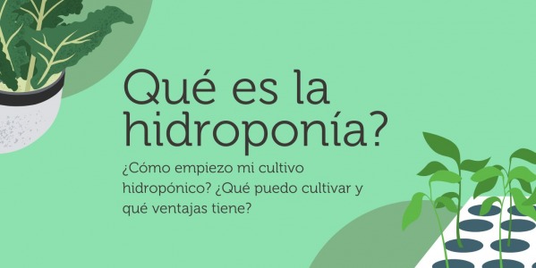 ¿Qué es la hidroponía? ¿Cómo empiezo un cultivo hidropónico?