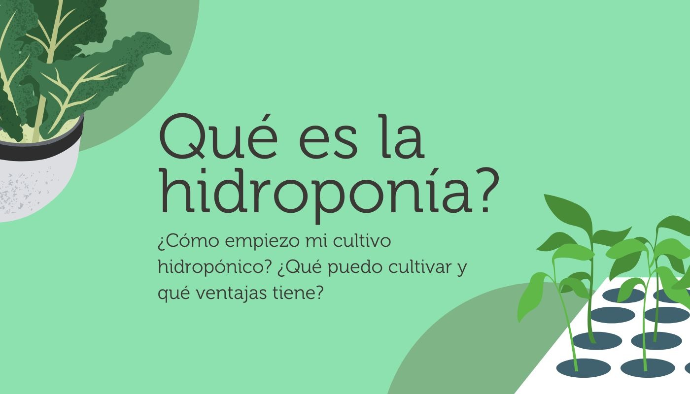 ¿Qué es la hidroponía? ¿Cómo empiezo un cultivo hidropónico?